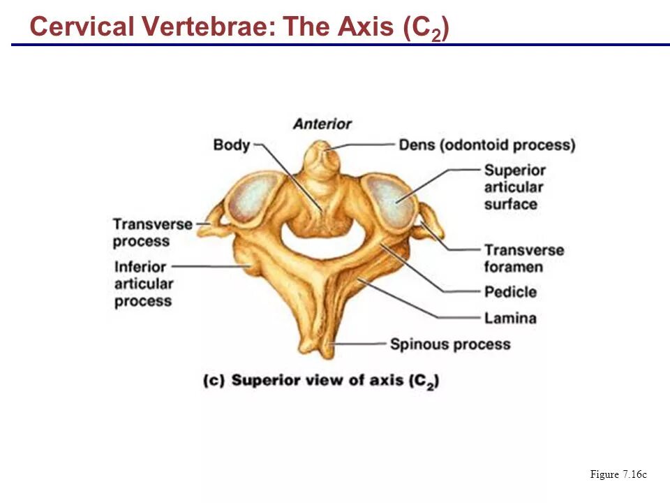 Axis c. Аксис строение позвонка. axis c2. c2 vertebra. cervical vertebrae.