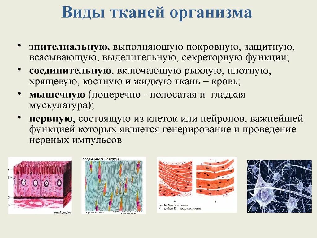 Ткань выполняющая опорную функцию организма. Ткани эпителиальная соединительная мышечная нервная. Эпителиальная и соединительная ткань. Ткань 1)  соединительная 2)  эпителиальная. Ткани соединительная эпителиальная мышечная нервная жировая.