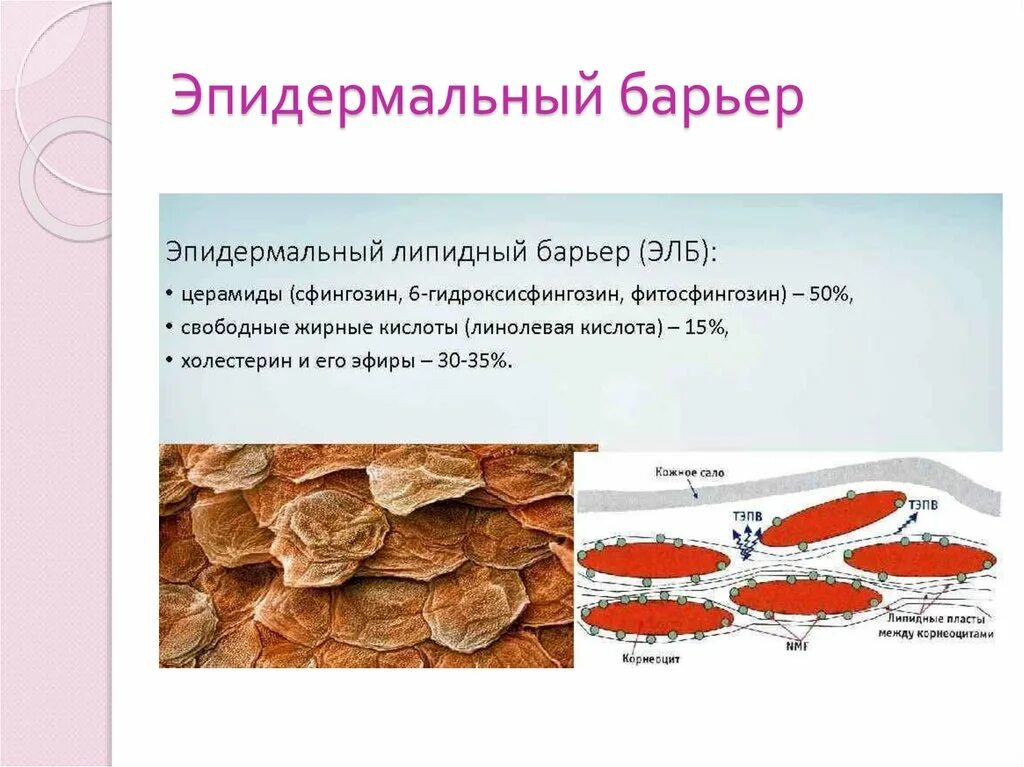 Защитный липид. Состав липидного барьера кожи. Строение и состав липидного барьера. Церамиды липидный барьер кожи. Липидный барьер эпидермиса.