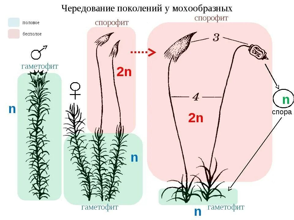 Гаметофит зеленых водорослей чем представлен