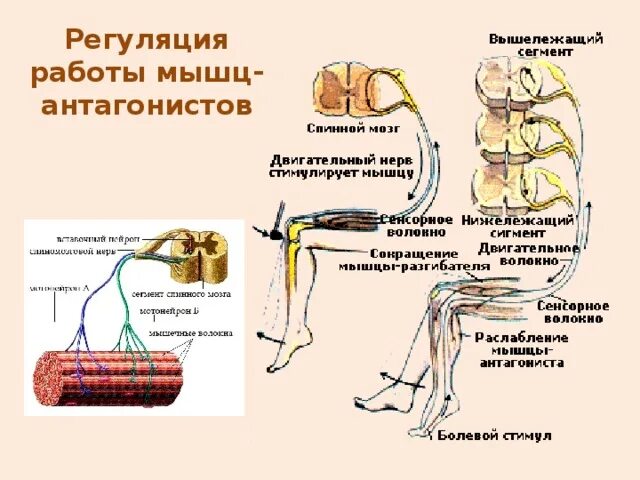 Регуляция работы мышц антагонистов 8 класс. Работа мышц схема 8 класс. Схема нервной регуляции мышц. Механизм регуляции скелетно-мышечной ткани. Мышечное чувство конспект