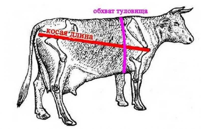 Живой вес теленка. Схема промеров КРС. Промеры телят КРС. Косая длина туловища крупного рогатого скота. Таблица измерения скота живого веса.