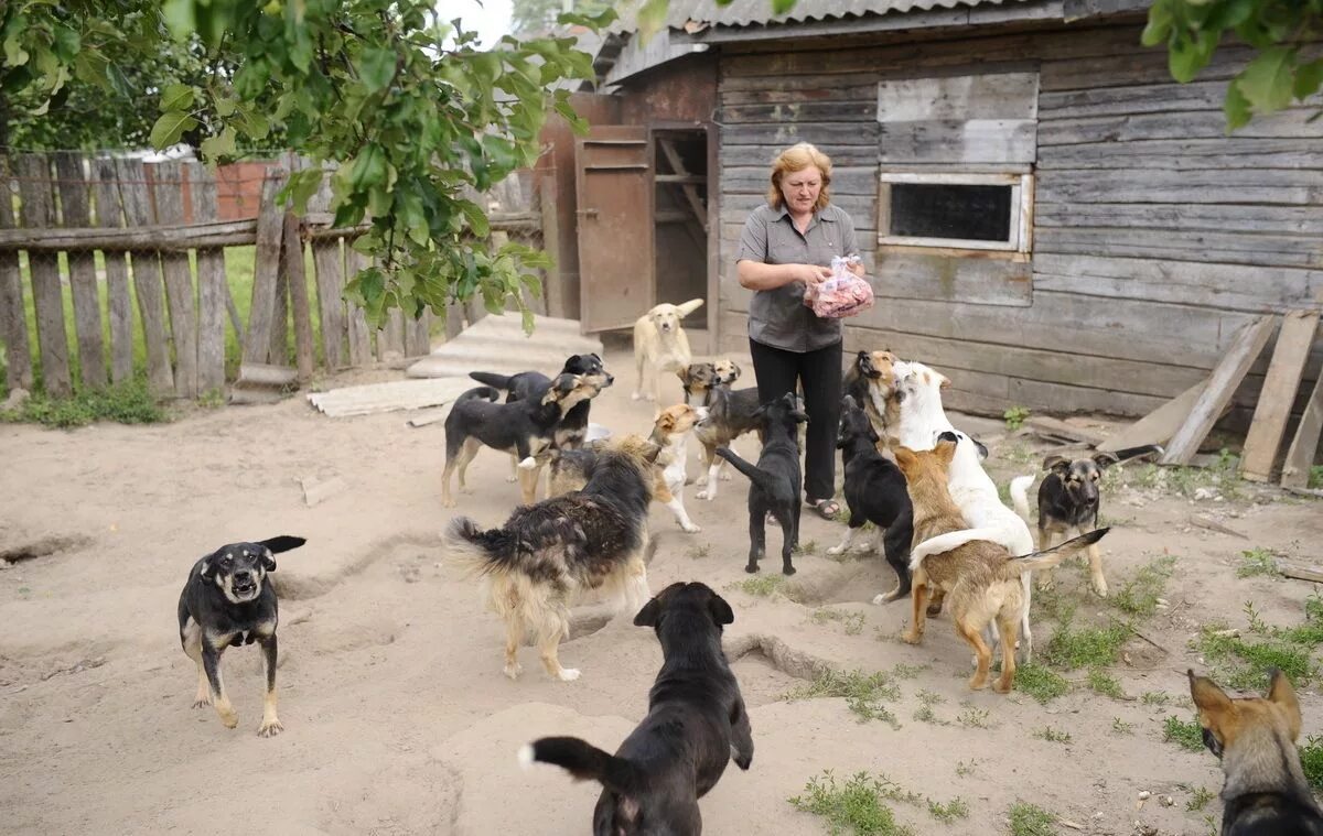 Приют лесопилка. Собачий приют поселок Измайлово. Приют собак в деревня Ветчи. Приют для собак в Магнитогорске. Белорецкий приют животных.