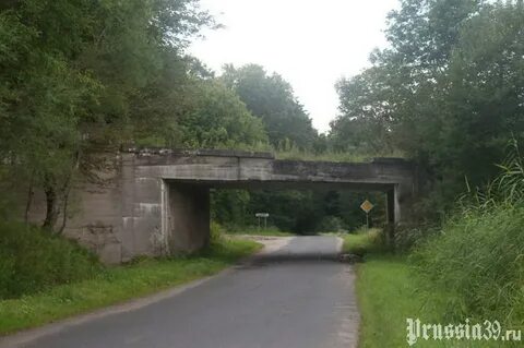 Пискаревка корнево