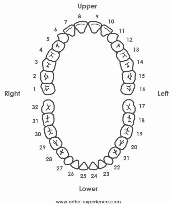 Передние и задние зубы какие. Нумерация зубов в стоматологии схема у взрослых. Нумерация зубов зубная формула. Челюсть схема зубов. Нумерация зубов нижней челюсти.