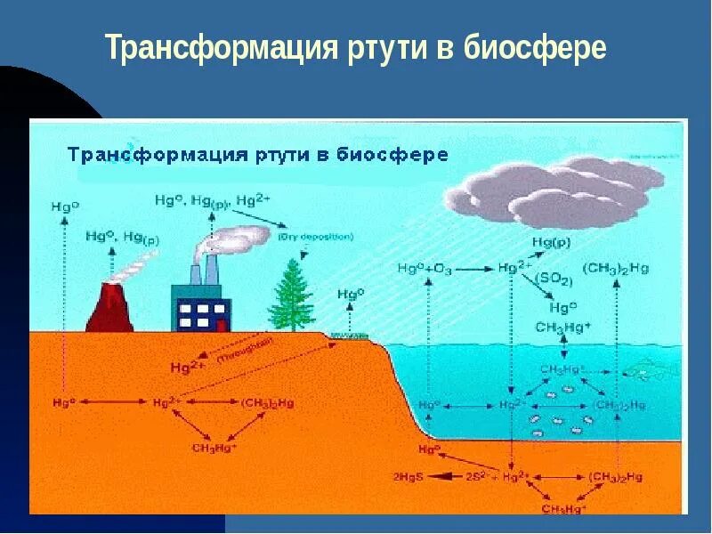 Ртуть схема. Трансформация ртути в биосфере. Круговорот ртути в биосфере. Круговорот ртути в природе. Круговорот ртути в биосфере схема.