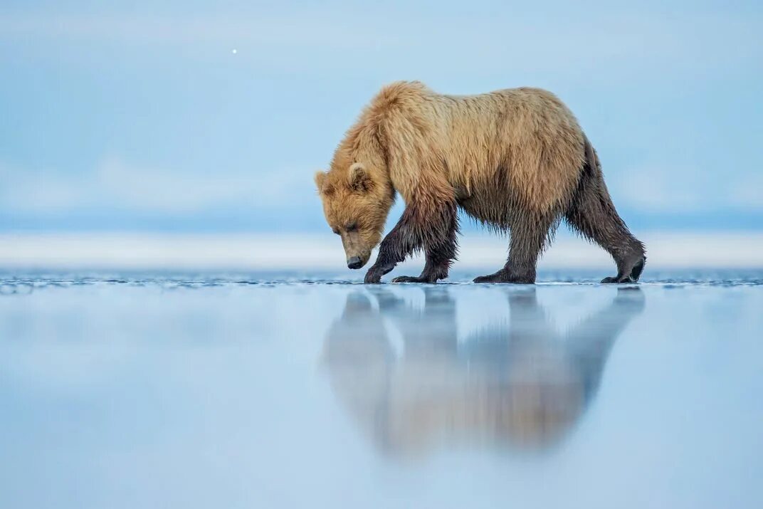 Bears walk