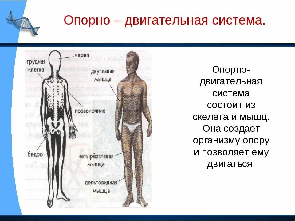 Из чего состоит организм человека 3 класс. Органы опорно двигательной системы человека 3 класс окружающий мир. органы и системы органов человека 3 класс окружающий мир. организм человека система органов 3 класс окружающий мир. окружающий мир 3 кл органы человека.система органов.