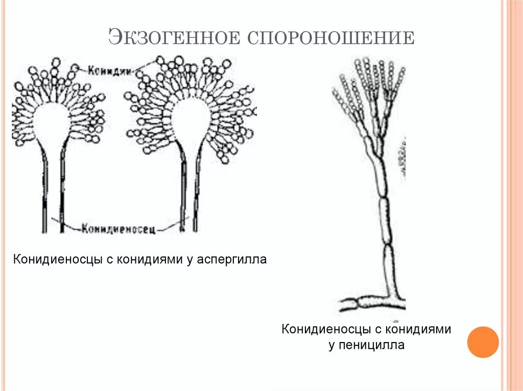 Конидиеносцы пеницилла. Спороношение пеницилла. Половое спороношение грибы. Конидии аспергилла. Спороношение это