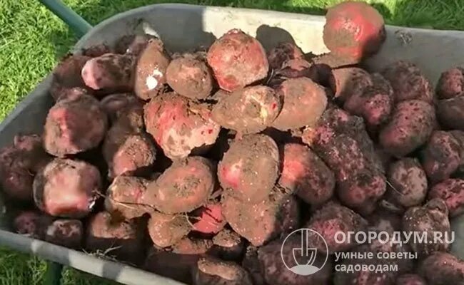 Картофель семенной клубни, для посадки Цветочная сказка 156155944 купить в интер