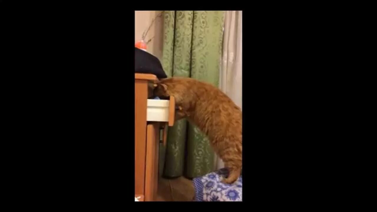 Кот воровка. Кот лезет в шкаф. Видео с котом мужчина собирает шкафчик. Поиск кота вора.