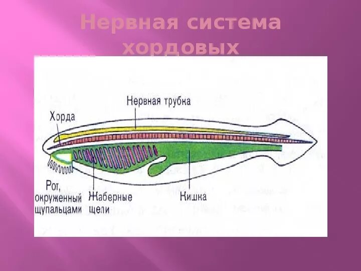 Среди хордовых наиболее сложную нервную систему имеет. Нервная система хордовых 7 класс. хордовые животные нервная система. внутреннее строение хордовых. центральная нервная система хордовых.