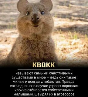 Картинки улыбчивых тварей