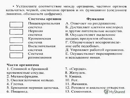 Тест круглые и кольчатые черви