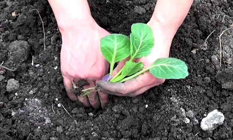 Капуста брокколи высадка рассады. Рассада брокколи в открытый грунт. Брокколи тонус рассада. Всходы капусты белокочанной. Когда сажать брокколи на рассаду в 2024