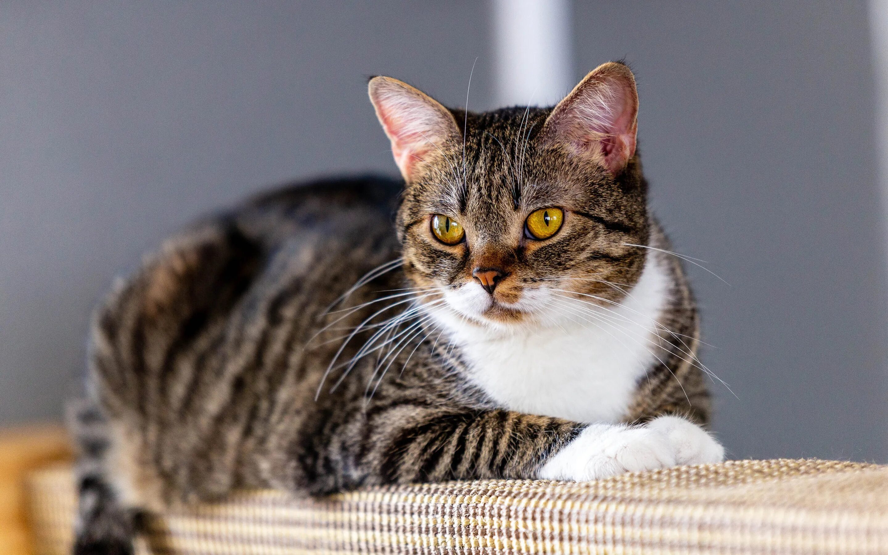 Ес кот. Британский короткошерстный кот серый. Ес кот. Европейская короткошерстная табби. Европейская короткошерстная кошка табби.