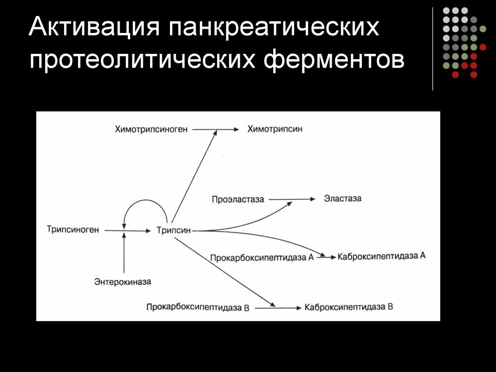 Активация ферментов поджелудочной железы. Схема активации ферментов поджелудочной железы. Схема активации протеолитических ферментов поджелудочной железы. Активация протеолитических ферментов поджелудочной железы. Схема и механизм активации протеолитических ферментов..