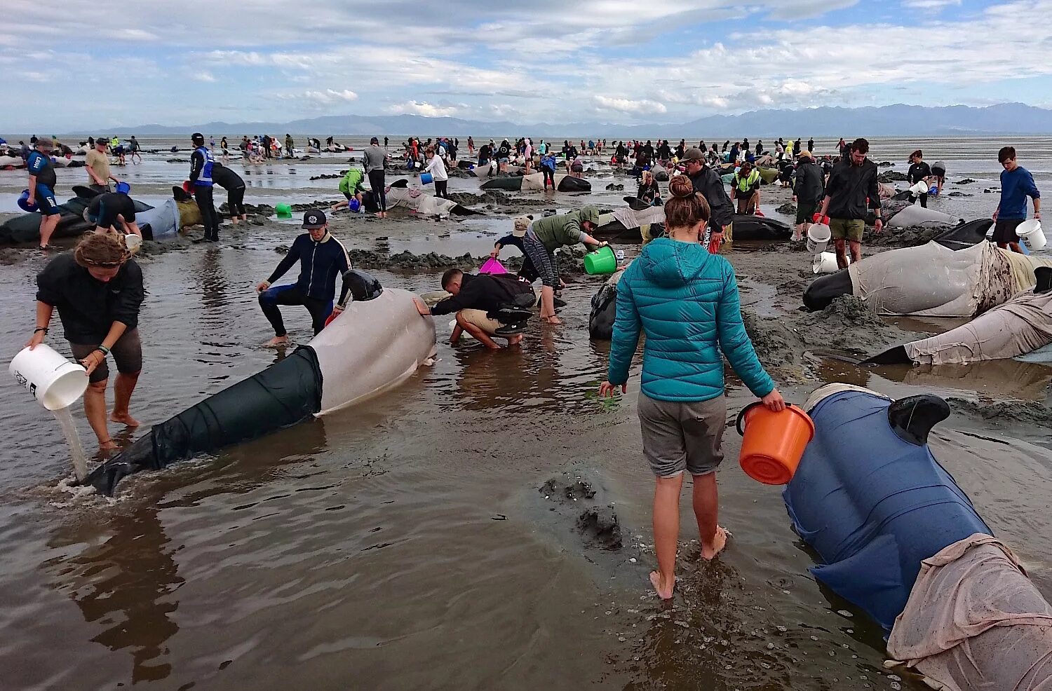 Почему киты выбрасываются на берегу. В новой Зеландии дельфины выбросились на берег. Дельфины выбрасываются на берег.