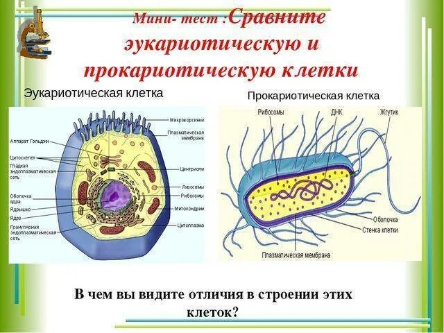 Строение прокариотической клетки грибов. Структура прокариотической клетки. Строение клетки прокариот 5 класс биология. Строение прокариотической клетки биология 9 класс.