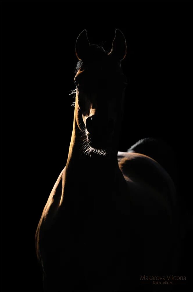 Лошадь в темноте. Лошадь на темном фоне. Силуэт лошади на черном фоне. Лошадь с тёмным освещением.