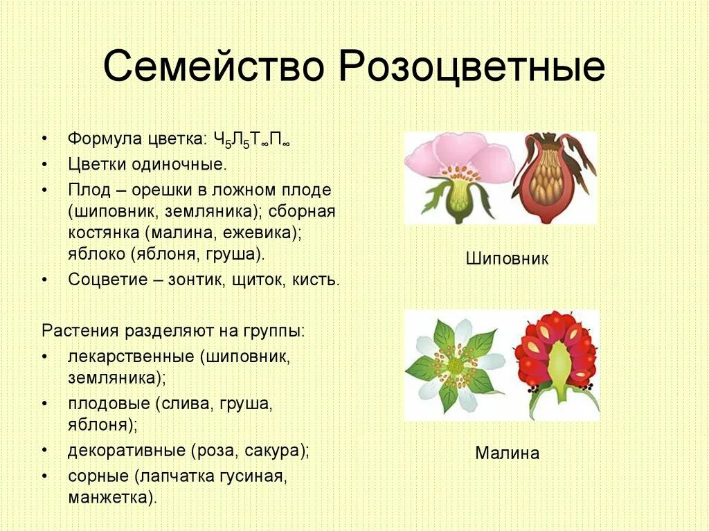 Особенности строения цветка и соцветия розоцветных. Формула цветка семейства розоцветных. семейства покрытосеменных растений розоцветные. розоцветные растения формула цветка. формула семейства розоцветные.