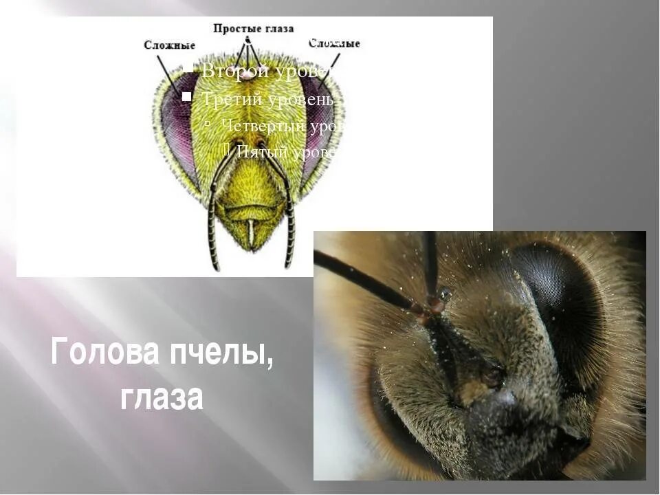 Строение фасеточного глаза пчелы. Строение глаза пчелы. Строение головы пчелы. Глазс медоносной пчелы \.
