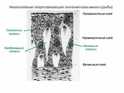 Кожные железы рыб выделяют