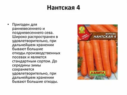 Характеристика моркови сорта