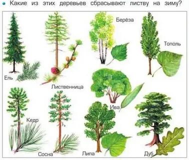 Какое из этих деревьев имеет такие листья