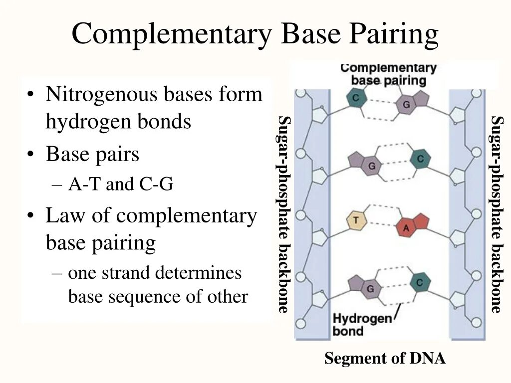 Complementary Base pairing. Complementary DNA. Nucleic Base. Four Bases of DNA. Id pairing