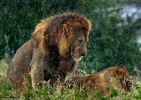 Lioness in the rain