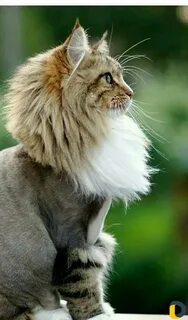 Львиный кот