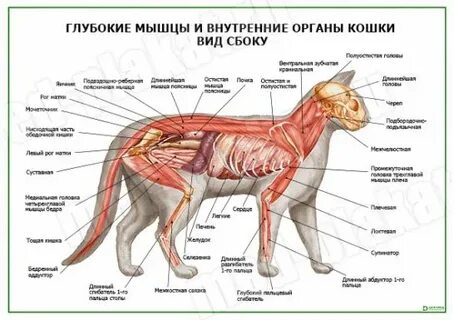 Строение внутренних органов кошки