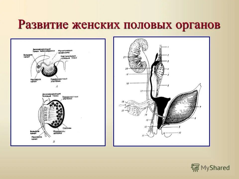 Процесс формирования женских половых. Схема развития половой системы гистология. Формирование женских половых органов. Источники развития женской половой системы гистология. Схема образования спермиев.