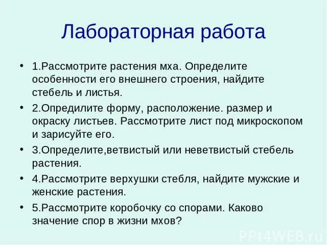 Определите форму расположение размер и окраску листьев