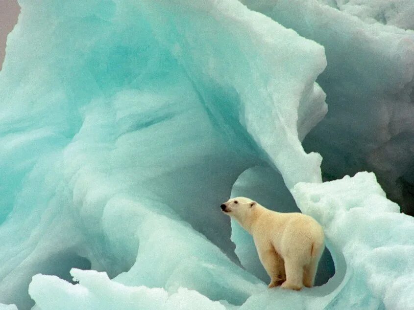Белые медведи в Антарктиде. Остров Врангеля белые медведи. Белый медведь ВВФ. Белый медведь WWF.