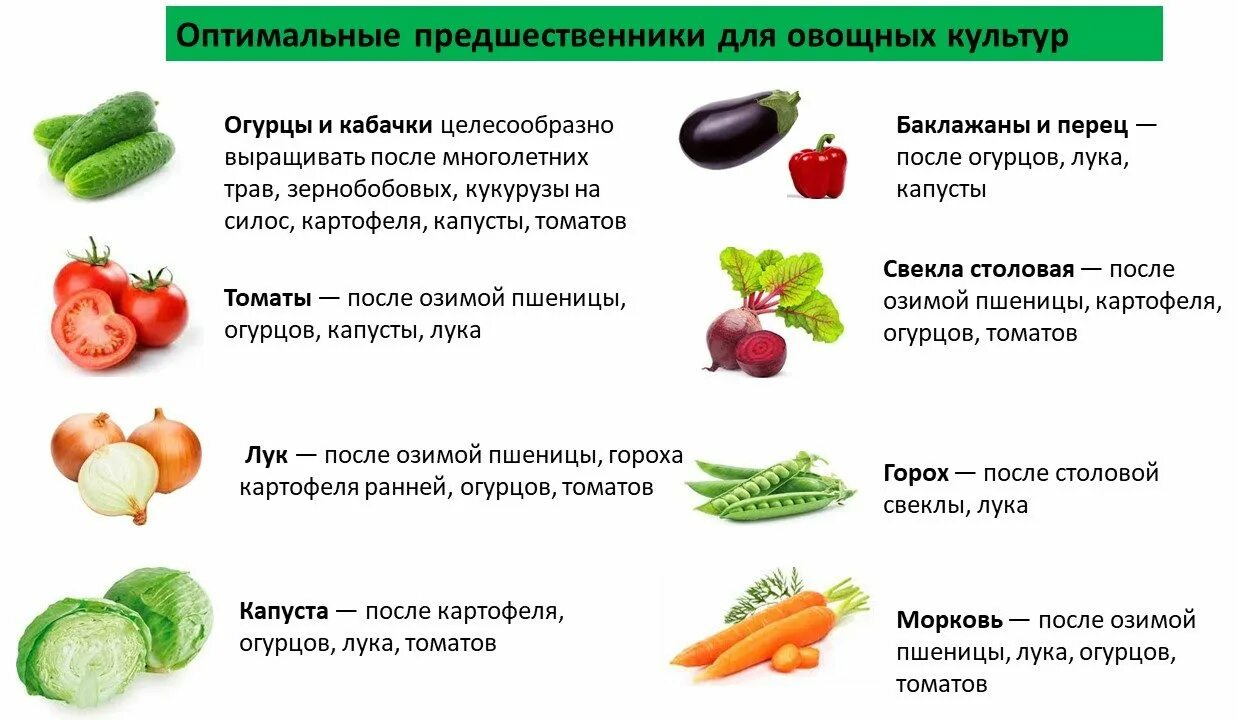 Таблица севооборота овощных культур на огороде. Посадка овощей предшественники таблица. Схема овощного севооборота. Лучшие предшественники для посадки овощей таблица.