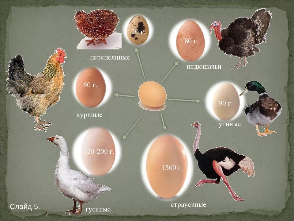 Птицы едят яйца. Яйца домашних птиц. Размер гусиного и индюшиного яйца. Гусиные и индюшиные яйца. Размеры яиц домашних птиц.