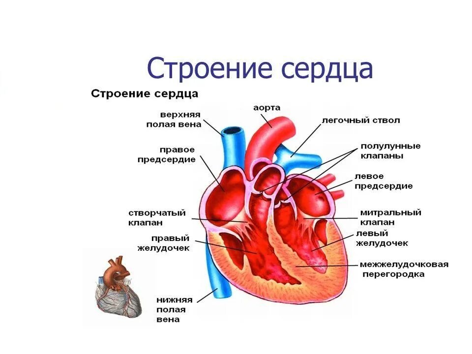 Па сердце. Строение сердца человека схема. Схема сердца человека биология 8 класс. Анатомическое строение сердца человека. Строение сердца с клапанами схема.