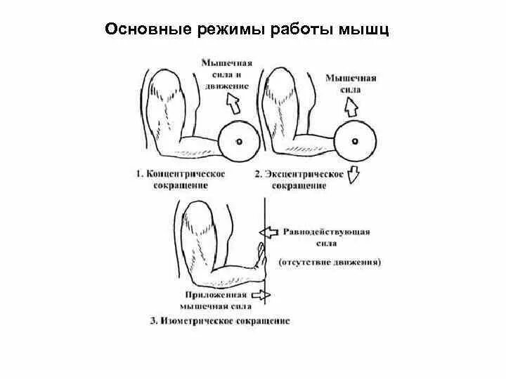 Режимы работы мышц. Смешанный режим мышечной деятельности. преодолевающий режим работы мышц пример. динамический режим работы мышц. удерживающий режим активности мышц характеризуется.
