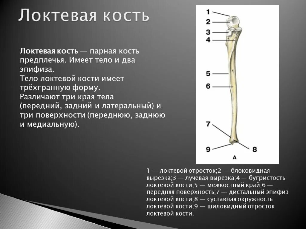 Локтевая кость блоковидная вырезка. Локтевая кость локтевой отросток. Локтевая кость анатомия человека строение. Дистальный эпифиз лучевой кости.