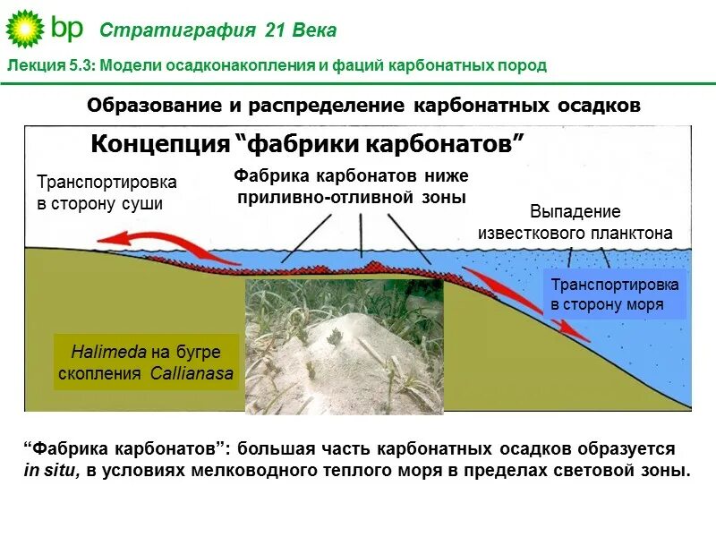 Формирование карбонатных пород. Карбонатные отложения. Модель осадконакопления. Условия осадконакопления.