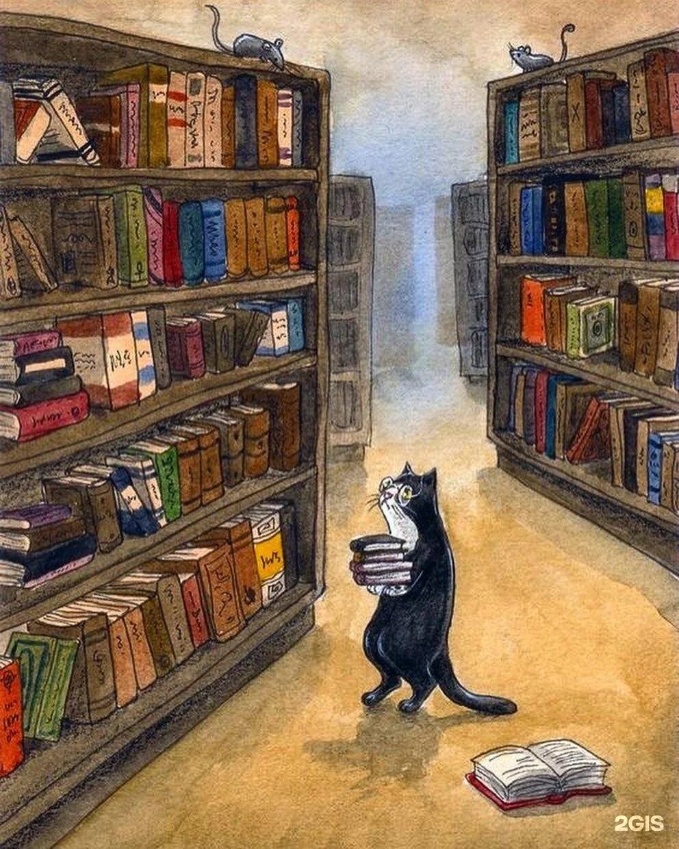 Сказка о библиотеке ночью. Кот в библиотеке. Котик в библиотеке. Полки для книг.