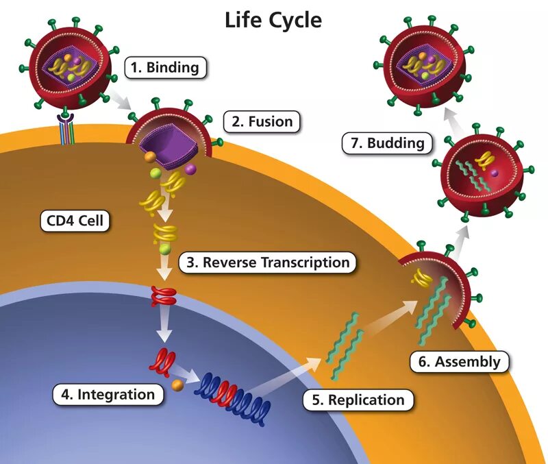 Спид лайф. Virus Life Cycle. Жизненном цикле вируса иммунодефицита человека. HIV Replication Cycle. HIV Life Cycle.