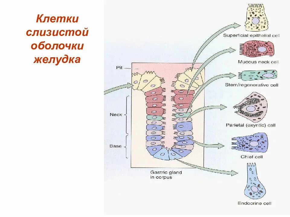 Париетальные клетки слизистой оболочки желудка секретируют. Обкладочные клетки желудка вырабатывают. Париетальный экзокриноцит железы желудка гистология. S клетки желудка.