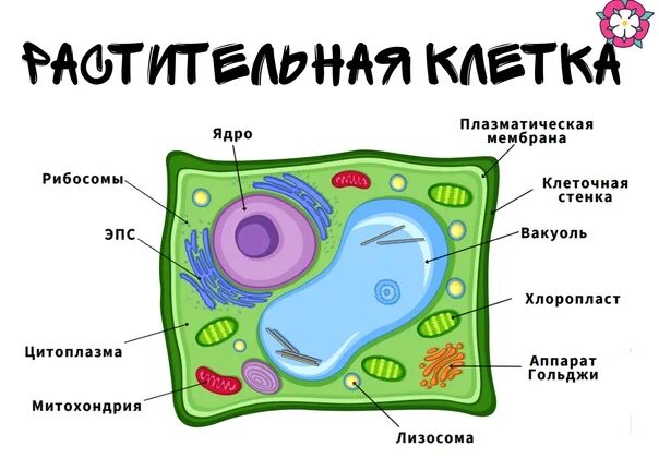 Тест клетка егэ. Растительная клетка. Клетка растения ЕГЭ биология. Растительная клетка ЕГЭ биология. Клетка растения ЕГЭ.