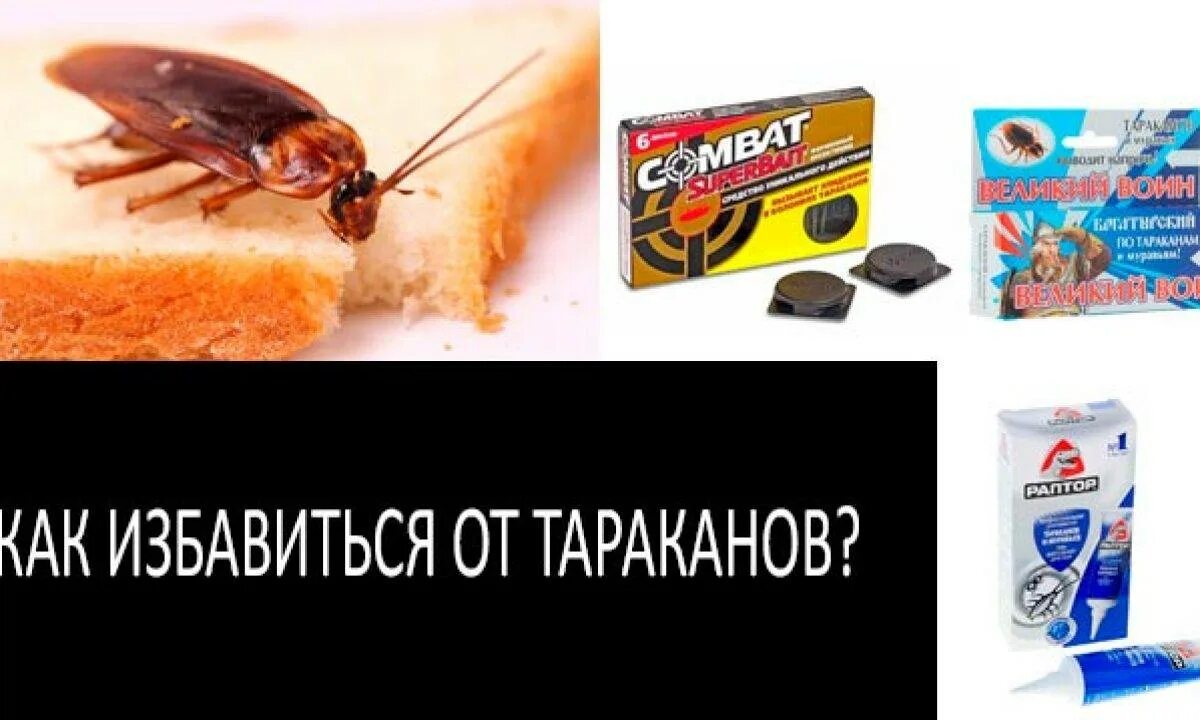 Как эффективно избавиться от тараканов. Избавиться от тараканов. избавиться от тараканов в квартире навсегда. самое эффективное средство от тараканов в общежитии. как лучше избавиться от тараканов в квартире.