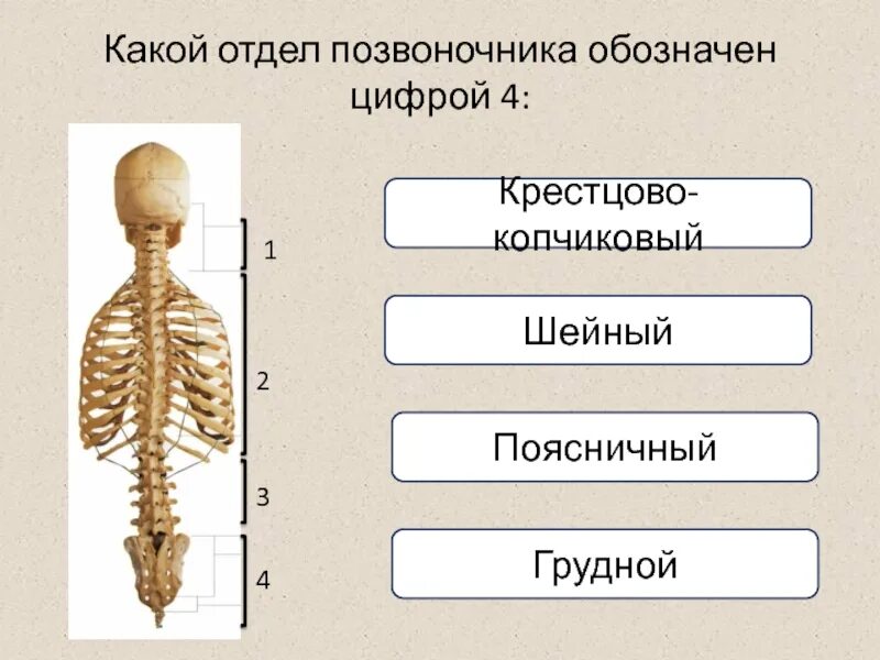 Какой цифрой обозначен поясничный отдел позвоночника. Какой отдел позвоночника обозначен цифрой 4?. Грудной отдел позвонков обозначение. Под какой цифрой обозначен поясничный отдел позвоночника.