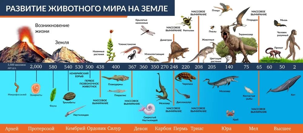 Этапы развития живого организма. Процесс эволюции животных.