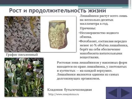 Рост лишайников